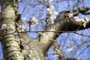 보성군 벚꽃축제 개막
