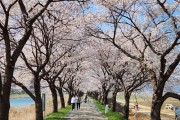 2024 보은 벚꽃길 축제 29일 개막
