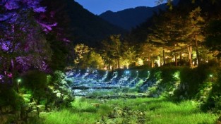 강릉솔향수목원의 6월부터 야간 개장