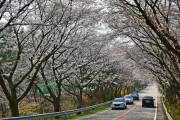옥천군 '제22회 구읍 봄꽃축제' 4월 5일부터 2일간 개최