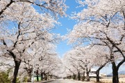'정읍 벚꽃축제' 4년 만에 열린다